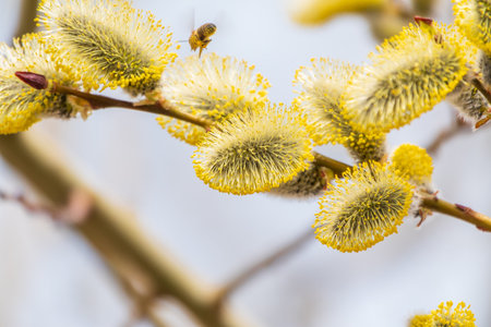Nature awakes in spring. Blooming willow twigs and furry willow-catkins, so called seals or cats....