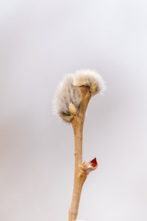 Nature awakes in spring. Blooming willow twigs and furry willow-catkins, so called seals or cats.