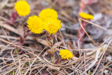 The spring primroses. The bright yellow flowers of coltsfoot in the sunshine. Coltsfoot or foalfoot medicinal wild herb. Farfara Tussilago plant growing in the field. Group of beautiful yellow flowersの写真素材