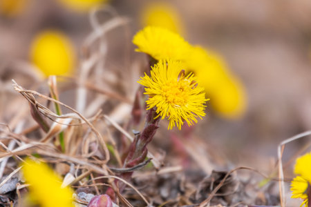 The spring primroses. The bright yellow flowers of coltsfoot in the sunshine. Coltsfoot or foalfoot...