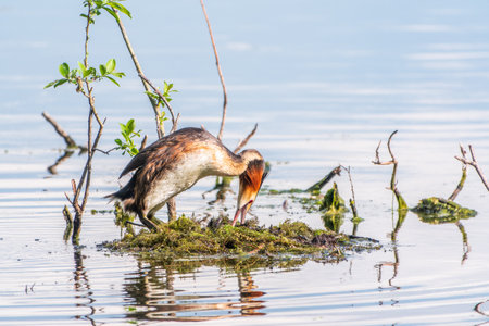 Great Crested Grebe, Podiceps cristatus, water bird sitting on the nest, nesting time on the green lake, bird in the nature habitat. Elegant waterbird in the family Podicipedidae nesting on lake.の写真素材
