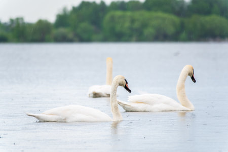 Three graceful white swans swims in the lake, swans in the wild. The mute swan, latin name Cygnus olor.の写真素材