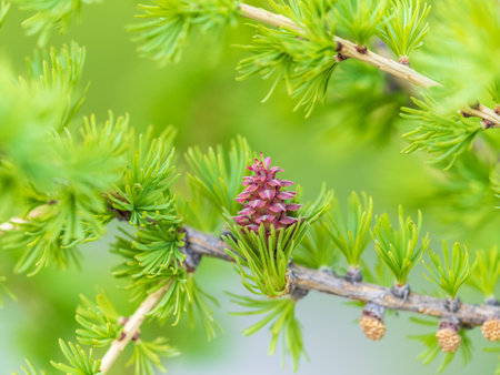 Larch tree fresh pink cones blossom at spring on nature background. Branches with young needles European larch Larix decidua.の写真素材