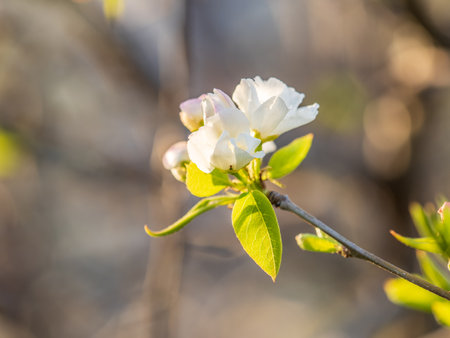 White blossoming apple trees. White apple tree flowers. Spring season, spring colorsの写真素材