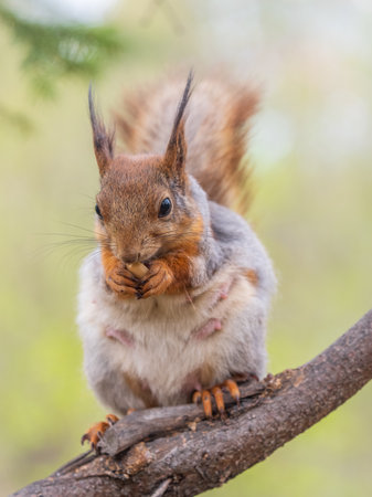 The squirrel with nut sits on a branches in the spring or summer. Eurasian red squirrel, Sciurus vulgarisの写真素材