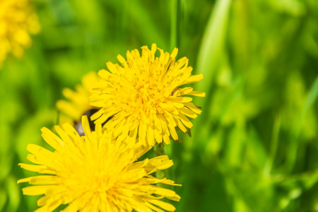 Field of yellow dandelions. Summer field of dandelions. Taraxacum officinale, the common dandelionの写真素材
