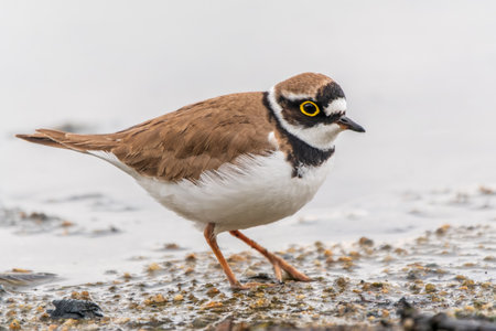 Little ringed plover in natural habitat. Portrait of Little ringed plover, bird standing on lake shore, Charadrius dubiusの写真素材