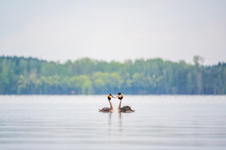 Mating games of two water birds Great Crested Grebes. Two waterfowl birds Great Crested Grebes swim in the lake with heart shaped silhouette.の写真素材