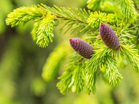 A young female cone of ordinary spruce, it is pink and its scales invitingly open in anticipation of pollen. Young cones of a Blue Spruce. Young fir cone on the fir tree branch in spring.の写真素材