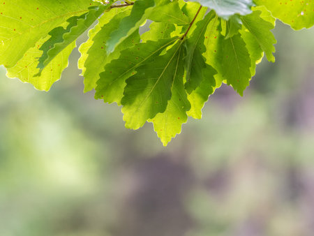 Oak branches with green and yellow leaves in autumn park. Bright yellow and green autumn leaves of...