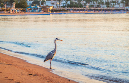 Gray heron fishing on the beach of the Red Sea. Naama Bay beach, Sharm El Sheikh, Egypt. Gray heron, Ardea cinereaの写真素材