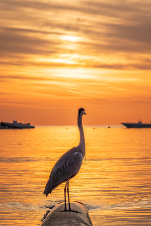 A heron hunting in the sea in the sunset or sunrise light. Gray heron on the hunt. Gray heron, Ardea cinereaの写真素材