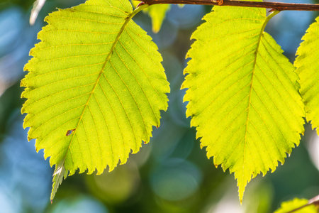 Sunlight shining through green leaves. Green leaves background. Selective and soft focus.