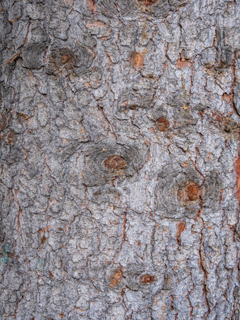 Bark texture and background of an old fir tree trunk. Detailed bark texture.