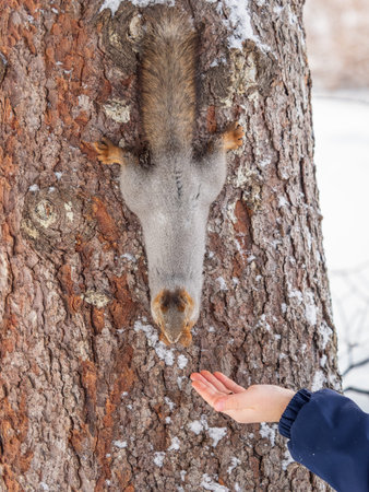 Squirrel in the winter eating nuts from a man's hand. Caring for animals in winter or autumn....