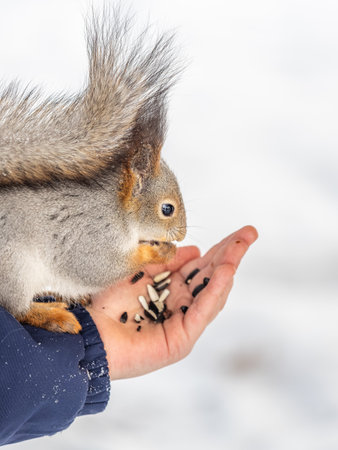 Squirrel in the winter eating nuts from a man's hand. Caring for animals in winter or autumn. Eurasian red squirrel, Sciurus vulgarisの写真素材