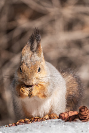 The squirrel in winter sits on white snow.の写真素材