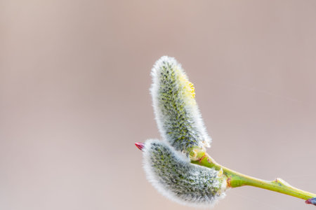 Nature awakes in spring. Blooming willow twigs and furry willow-catkins, so called seals or cats.