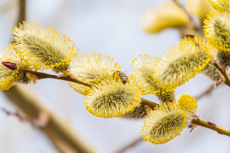 Nature awakes in spring. Blooming willow twigs and furry willow-catkins, so called seals or cats. Palm Sunday.の写真素材