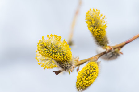 Nature awakes in spring. Blooming willow twigs and furry willow-catkins, so called seals or cats. Palm Sunday.の写真素材