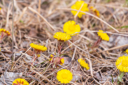 The spring primroses. The bright yellow flowers of coltsfoot in the sunshine. Coltsfoot or foalfoot medicinal wild herb. Farfara Tussilago plant growing in the field. Group of beautiful yellow flowersの写真素材