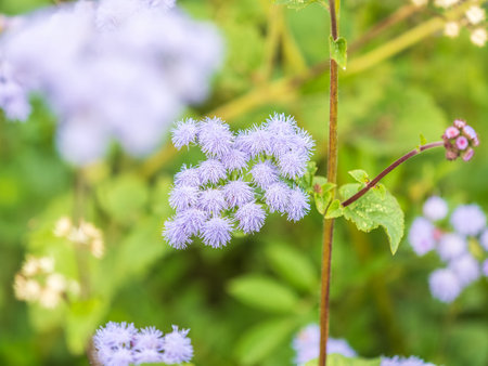 Close-up of small, purple flowers, Ageratum Houstonianum, also known as Floss flower, Pussy Foot, or Blue mink. Flowers in a garden in a sunny summer garden, textured floral backgroundの写真素材
