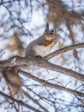 The squirrel with nut sits on tree in the winter or late autumn. Eurasian red squirrel, Sciurus vulgaris.の写真素材