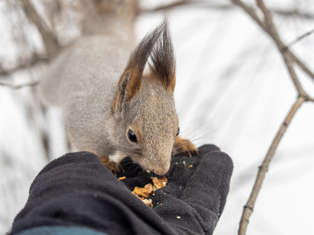 Squirrel in the winter eating nuts from a man's hand. Caring for animals in winter or autumn. Eurasian red squirrel, Sciurus vulgarisの写真素材