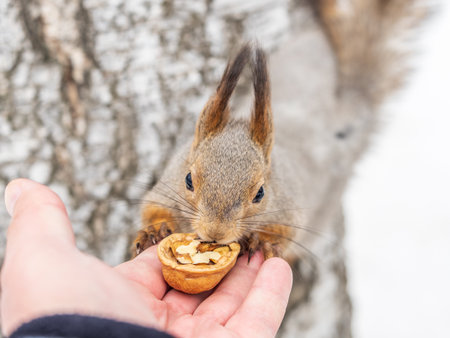 Squirrel in the winter eating nuts from a man's hand. Caring for animals in winter or autumn. Eurasian red squirrel, Sciurus vulgarisの写真素材