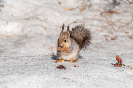 The squirrel in winter sits on white snow. Eurasian red squirrel, Sciurus vulgarisの写真素材