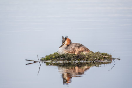 Great Crested Grebe, Podiceps cristatus, water bird sitting on the nest, nesting time on the green lake, bird in the nature habitat. Elegant waterbird in the family Podicipedidae nesting on lake.の写真素材