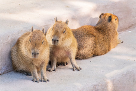 Three capybara in the park. Capybara is a semi-aquatic mammal found throughout almost all countries of South Americaの写真素材