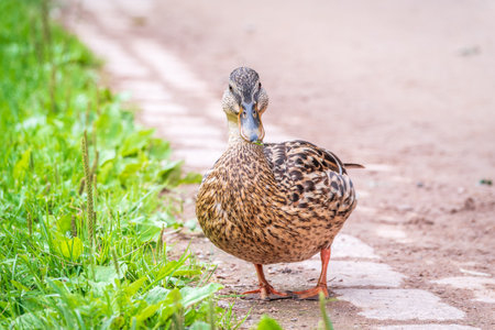 A female duck stands on its paws on the green shore of a pond. Mallard, lat. Anas platyrhynchos, femaleの写真素材