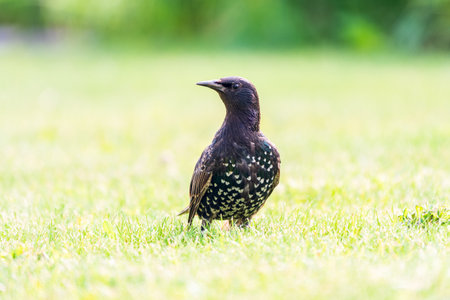 The common starling or European starling, Sturnus vulgaris, walks across the lawn. Small grass crawls out of the ground, covering the soil with a thick carpet of greeneryの写真素材