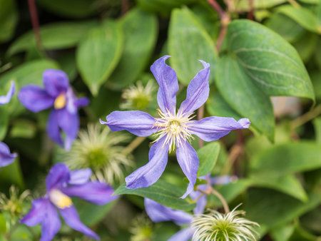 Spring Flowering Downy Clematis (Clematis macropetala). Close up of flowering blue Clematis on blurred background. Vivid purple blue flowers of clematis patens morren plantの写真素材