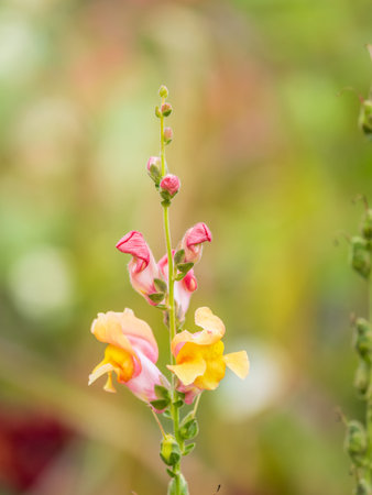 Pink flowers in the garden called Snapdragon or Antirrhinum majus. Pink antirrhinum or dragon...