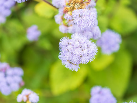 Close-up of small, purple flowers, Ageratum Houstonianum, also know as Floss flower or Blue mink. Flowers in a garden in a sunny summer garden, textured floral backgroundの写真素材
