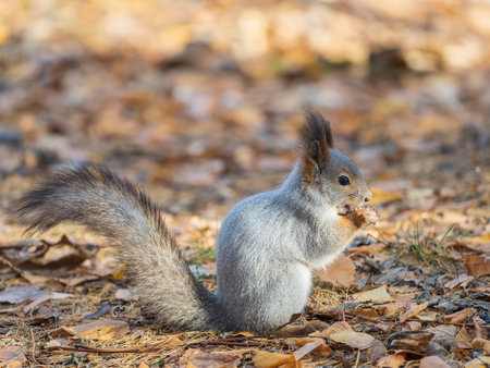 Squirrel with nut sits on green grass with fallen yellow leaves in autumnの写真素材