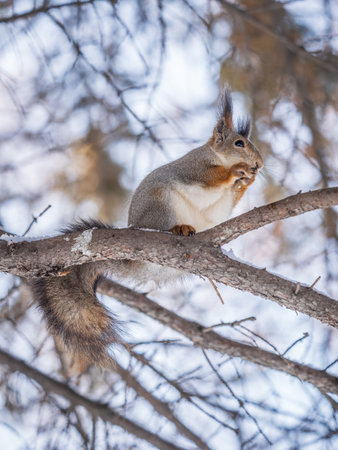 The squirrel with nut sits on tree in the winter or late autumn. Eurasian red squirrel, Sciurus vulgaris.の写真素材