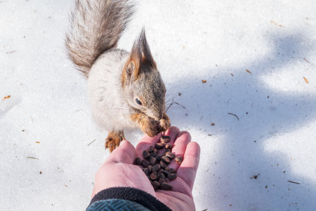 Squirrel in the winter eating nuts from a man's hand. Caring for animals in winter or autumn. Eurasian red squirrel, Sciurus vulgarisの写真素材