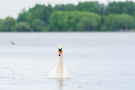 Graceful white Swan swimming in the lake, swans in the wild. Portrait of a white swan swimming on a lake. The mute swan, latin name Cygnus olor.の写真素材