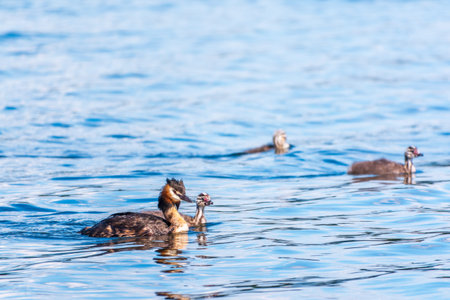 The waterfowl bird, great crested grebe with chick, swimming in the lake. The great crested grebe,...