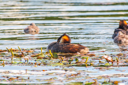 The waterfowl bird, great crested grebe with chick, swimming in the lake. The great crested grebe,...