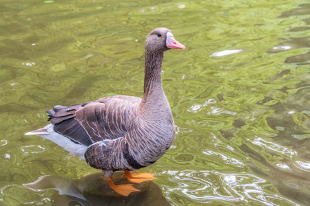 Greater White-fronted Goose (Anser albifrons) standing on the green shore of the pond. The greater white-fronted goose is migratory, breeding in northern Canada, Alaska, Greenland and Russiaの写真素材
