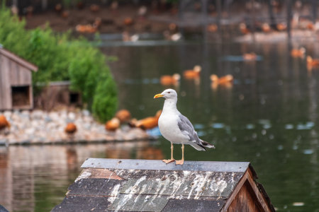 Seagull sits on stone cliff at the sea shore.の写真素材