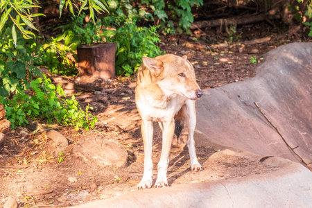Gray wolf in the forest on the green grass. The wolf, Canis lupus, also known as the gray wolf or...