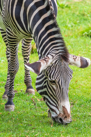 Grevy's zebra, lat Equus grevyi, also known as the imperial zebra eats green grass. Zebra portrait, Detail of head. Wild life animal.の写真素材
