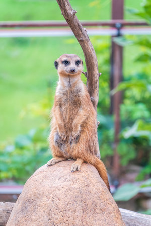 Meerkat, Suricata suricatta, on hind legs. Portrait of meerkat standing on hind legs with alert expression. Portrait of a funny meerkat sitting on its hind legs and watching out for enemiesの写真素材