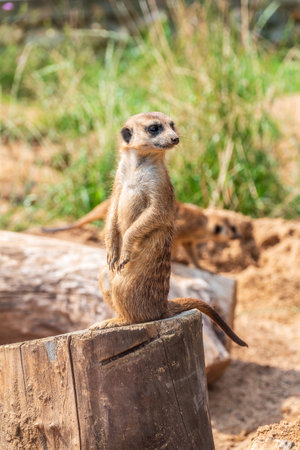Meerkat, Suricata suricatta, on hind legs. Portrait of meerkat standing on hind legs with alert expression. Portrait of a meerkat sitting on its hind legs and watching outの写真素材