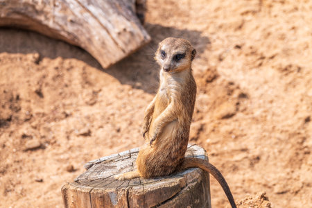 Meerkat, Suricata suricatta, on hind legs. Portrait of meerkat standing on hind legs with alert expression. Portrait of a funny meerkat sitting on its hind legs and watching out for enemiesの写真素材